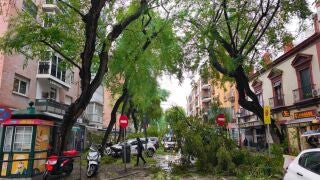 Corte en la calle San Jacinto de Sevilla tras la caída de un árbol por las rachas de viento debido a la borrasca Kristin.FRANCISCO J.OLMO / EUROPA PRESS28/01/2026