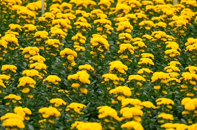 Estas son las flores que jamás deberías regalar en San Valentín: su significado es un auténtico desastre Estas son las flores que jamás deberías regalar en San Valentín: su significado es un auténtico desastre