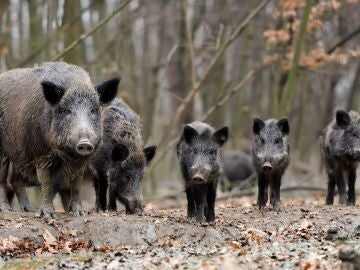 Imagen de archivo de una piara de jabal&iacute;es. 
