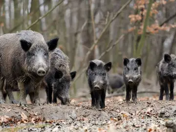 Imagen de archivo de una piara de jabalíes. Imagen de archivo de una piara de jabalíes.