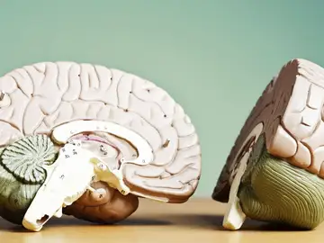 Científicos advierten sobre un hallazgo clave en el cerebro que afecta a toda la población y demandan más estudio Científicos advierten sobre un hallazgo clave en el cerebro que afecta a toda la población y demandan más estudio