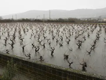 Viñedos en El Bierzo afectados por el temporal de lluvias Viñedos en El Bierzo afectados por el temporal de lluvias