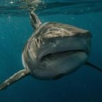 Ejemplar de tibur&oacute;n blanco.