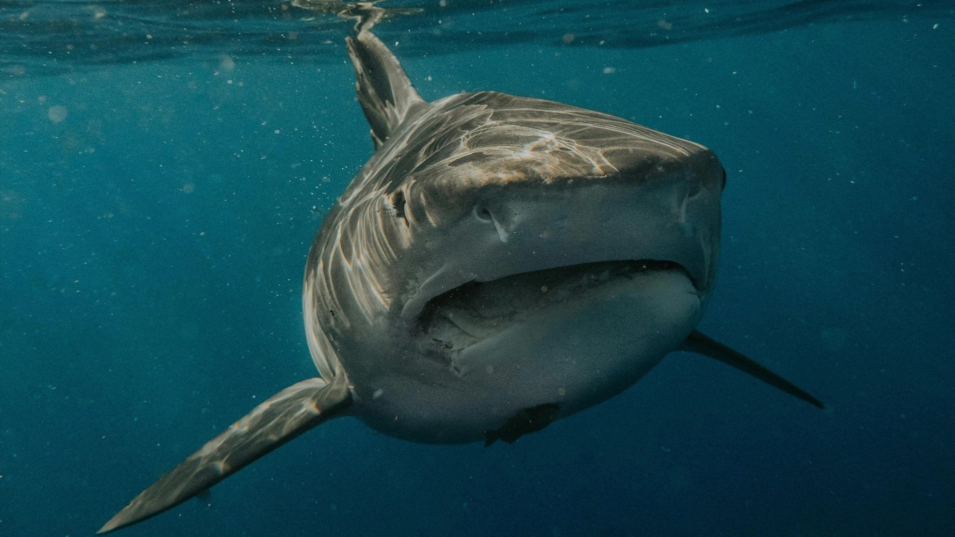 Ejemplar de tiburón blanco.