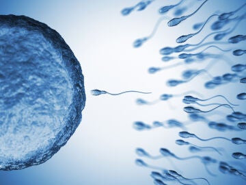 La exposici&oacute;n continua a compuestos qu&iacute;micos nocivos influye en la espermatog&eacute;nesis