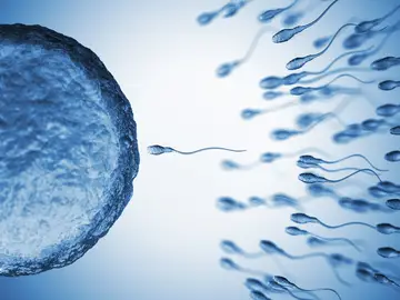 La exposición continua a compuestos químicos nocivos influye en la espermatogénesis La exposición continua a compuestos químicos nocivos influye en la espermatogénesis