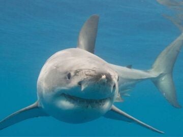 Tibur&oacute;n blanco en Alicante: porqu&eacute; visitan las playas espa&ntilde;olas y qu&eacute; riesgo tiene para los ba&ntilde;istas