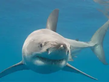 Tiburón blanco en Alicante: porqué visitan las playas españolas y qué riesgo tiene para los bañistas Tiburón blanco en Alicante: porqué visitan las playas españolas y qué riesgo tiene para los bañistas