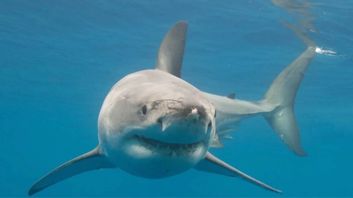 Tiburón blanco en Alicante: porqué visitan las playas españolas y qué riesgo tiene para los bañistas