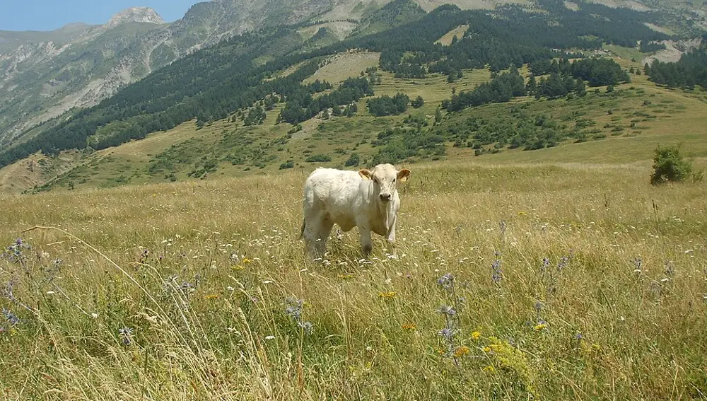 Ternera en Bagerque, en el Valle de Arán
