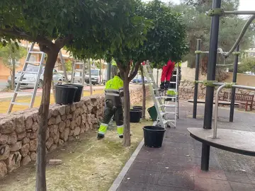 MURCIA.-Murcia espera recoger 640 toneladas de naranjas tras la poda de 15.000 árboles MURCIA.-Murcia espera recoger 640 toneladas de naranjas tras la poda de 15.000 árboles