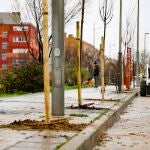 El PAU-4 contar&aacute; con m&aacute;s de mil nuevos &aacute;rboles de especies m&aacute;s resistentes