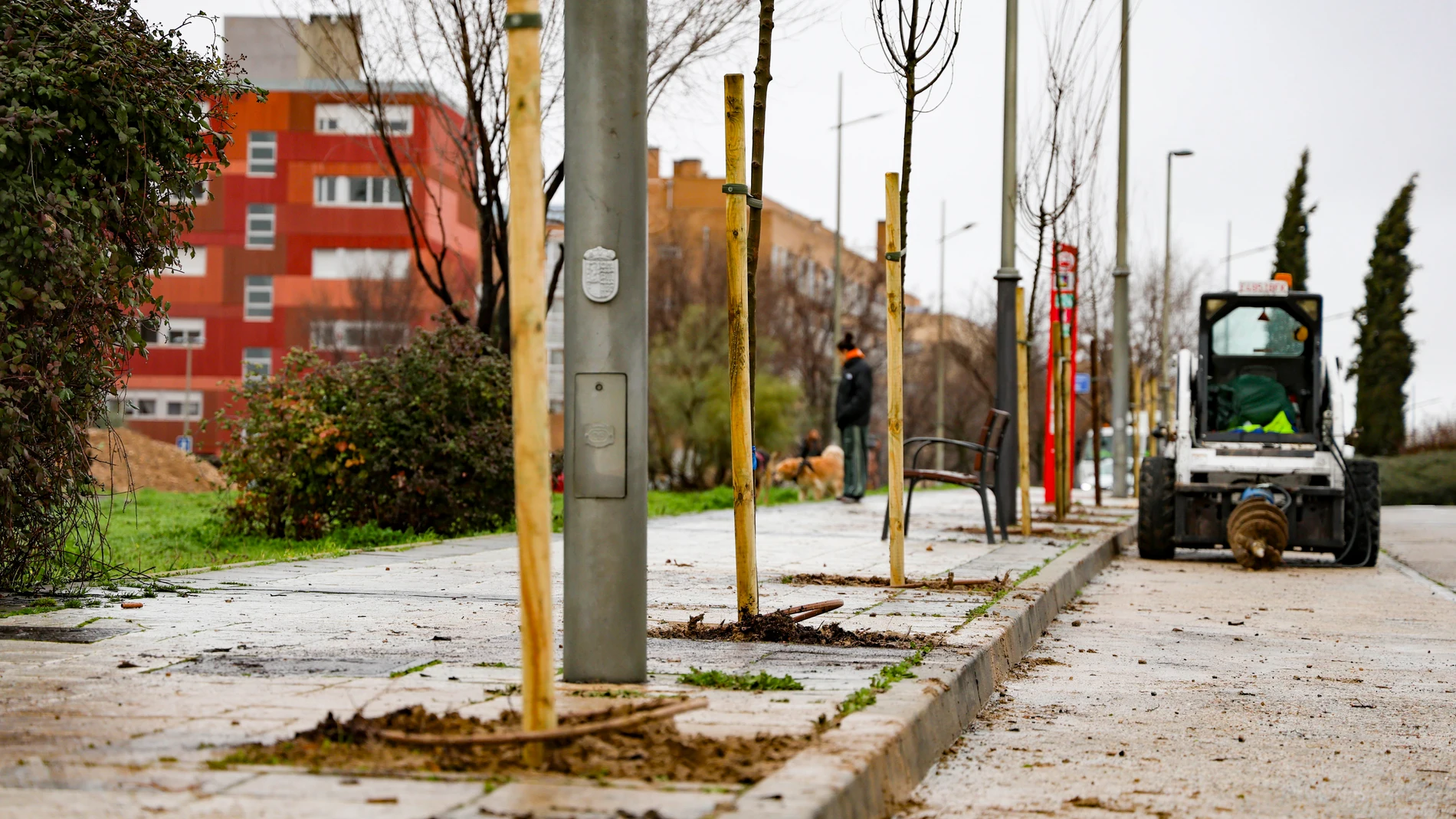 Plantación de árbolesREMITIDA / HANDOUT por MÓSTOLESFotografía remitida a medios de comunicación exclusivamente para ilustrar la noticia a la que hace referencia la imagen, y citando la procedencia de la imagen en la firma11/02/2026
