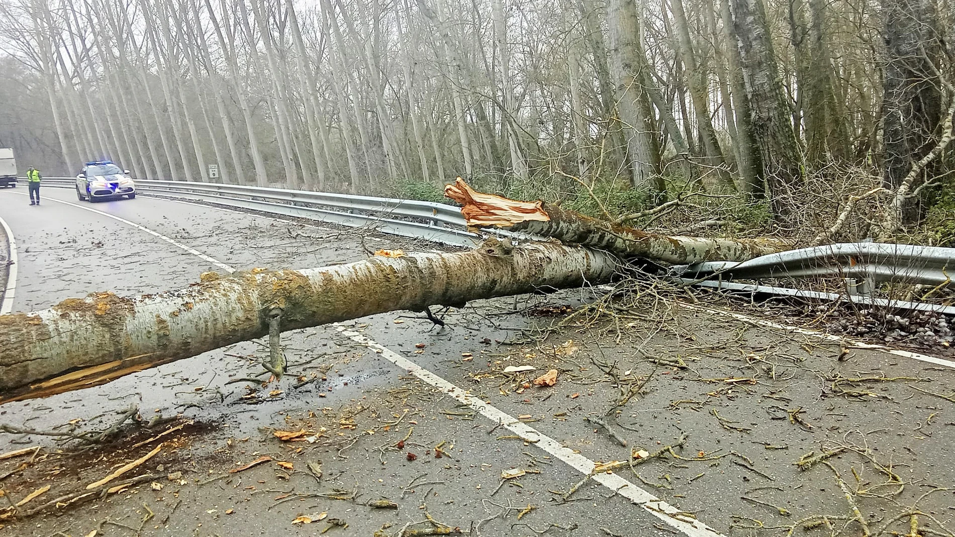 Chopo caído sobre la calzada entre Manganeses de la Polvorosa y Morales de Rey (Zamora)