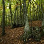 Casta&ntilde;ar de El Tiemblo