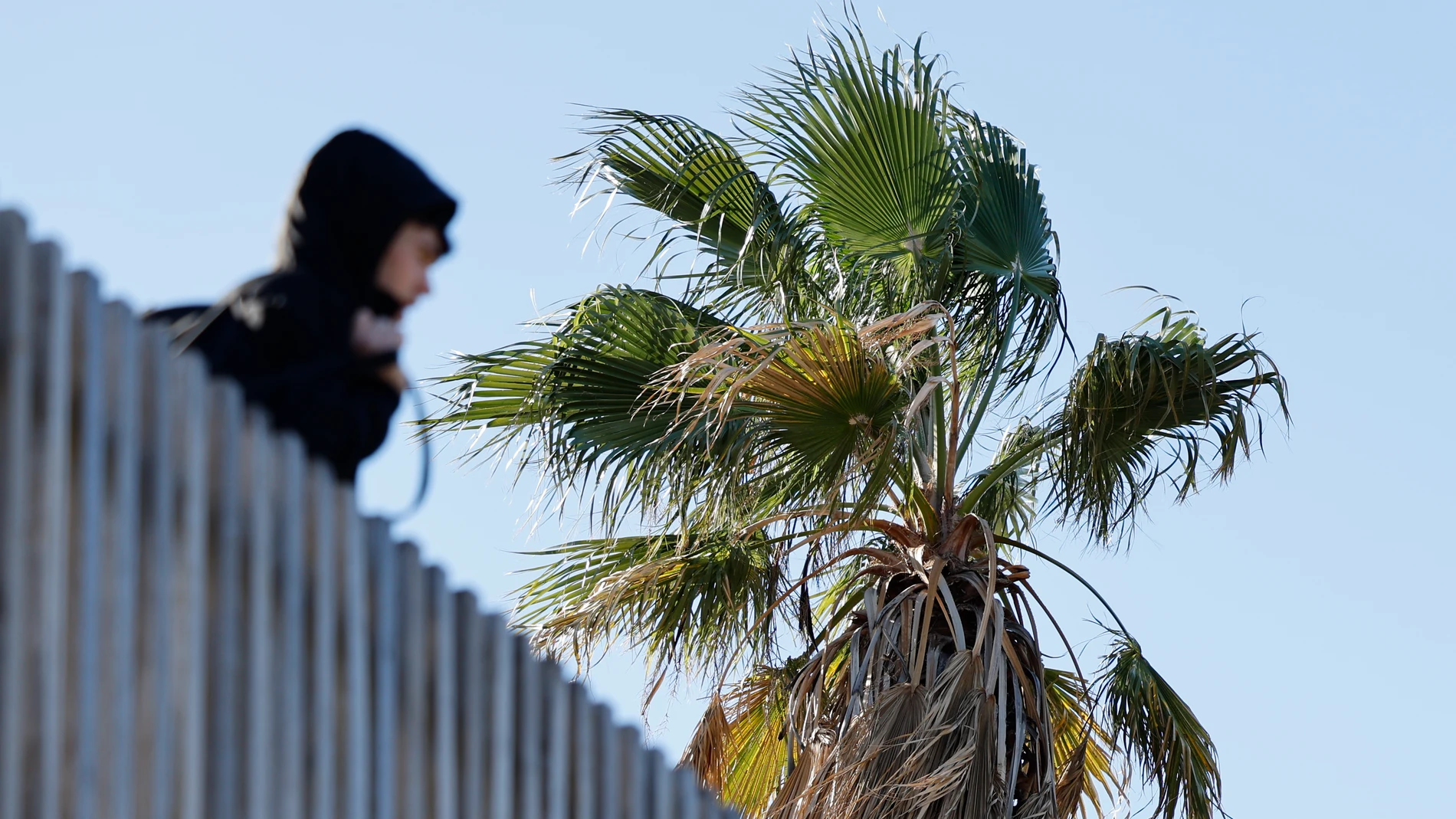 VALENCIA, 14/02/2026.- Las hojas de una palmera se mueven a causa del fuerte viento, este sábado en Valencia. La borrasca Oriana que desde ayer azota a todo el país ha motivado la activación de avisos en prácticamente todas las comunidades autónomas, que serán de nivel 'rojo' (peligro extraordinario) en la provincia de Castellón ante los fuertes vientos, que pueden alcanzar los 140 kilómetros por hora. EFE/ Ana Escobar
