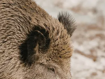 La nueva especie en Fukushima es un híbrido de especies que crece de población exponencialmente La nueva especie en Fukushima es un híbrido de especies que crece de población exponencialmente