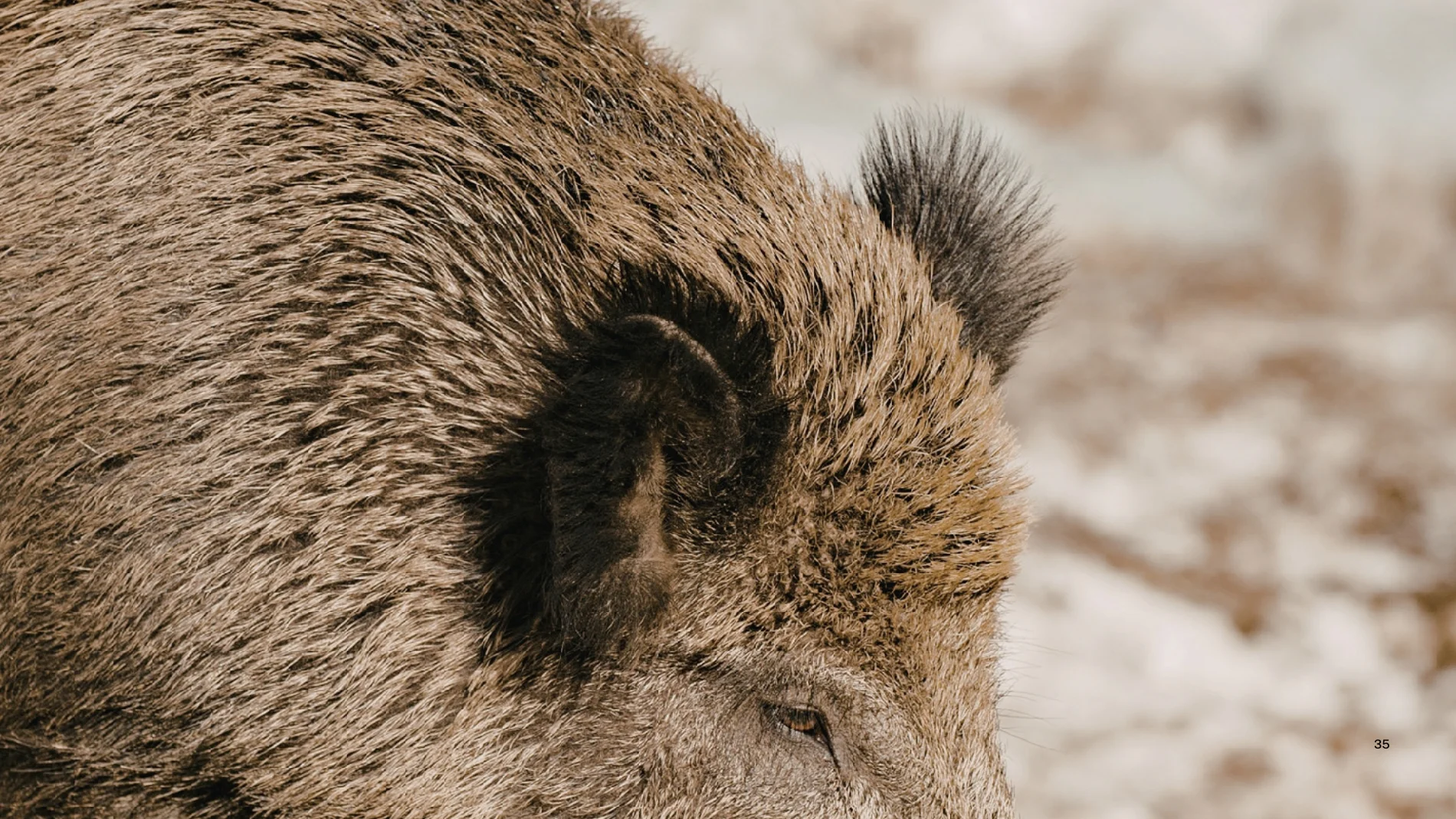 La nueva especie en Fukushima es un híbrido de especies que crece de población exponencialmente