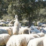 Madrid actuar&aacute; sobre 3.750 hect&aacute;reas de terreno forestal para prevenir incendios