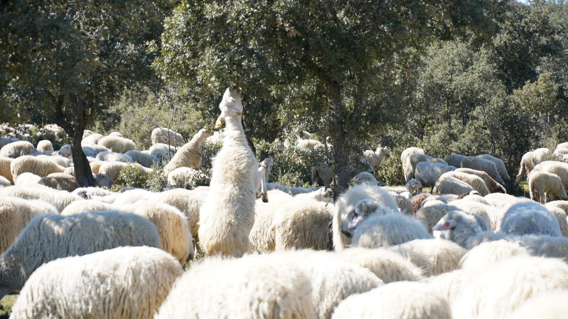 Madrid actuará sobre 3.750 hectáreas de terreno forestal para prevenir incendios