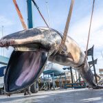 Aparece sin vida un rorcual de 9 metros y 6,5 toneladas en la bocana del club n&aacute;utico de Valencia