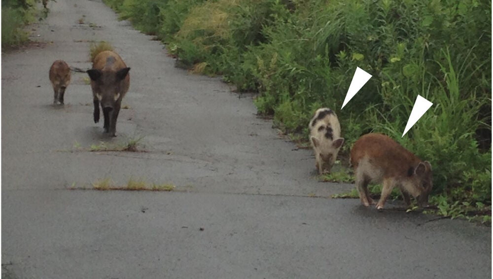 Las nuevas especies de jabalí