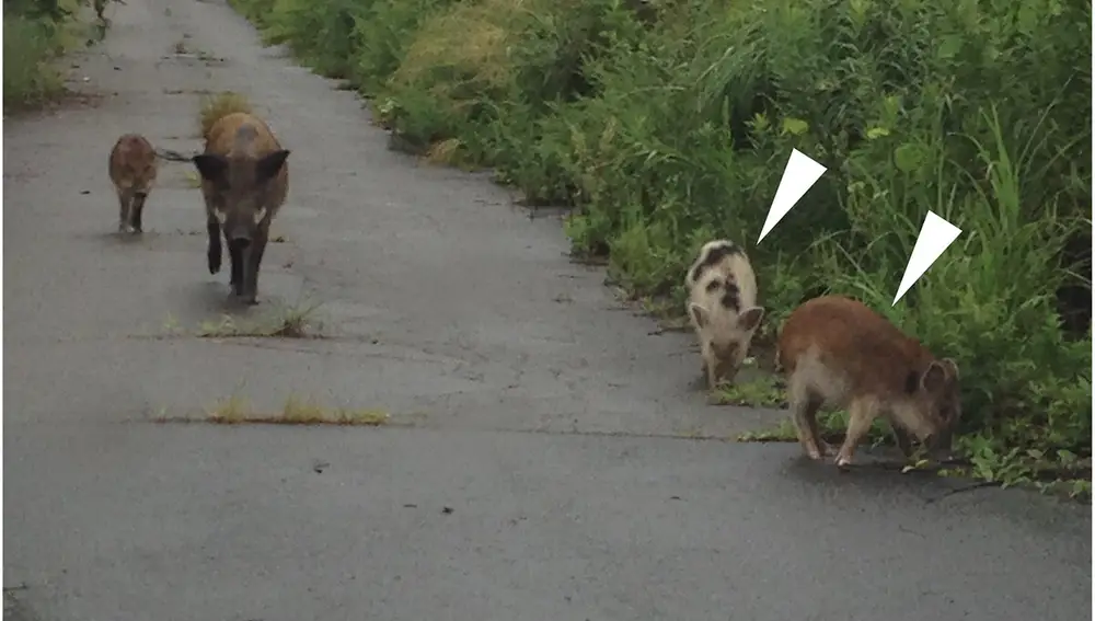 Las nuevas especies de jabalí