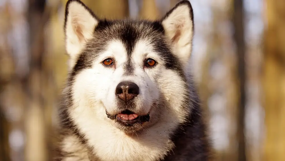 Husky
