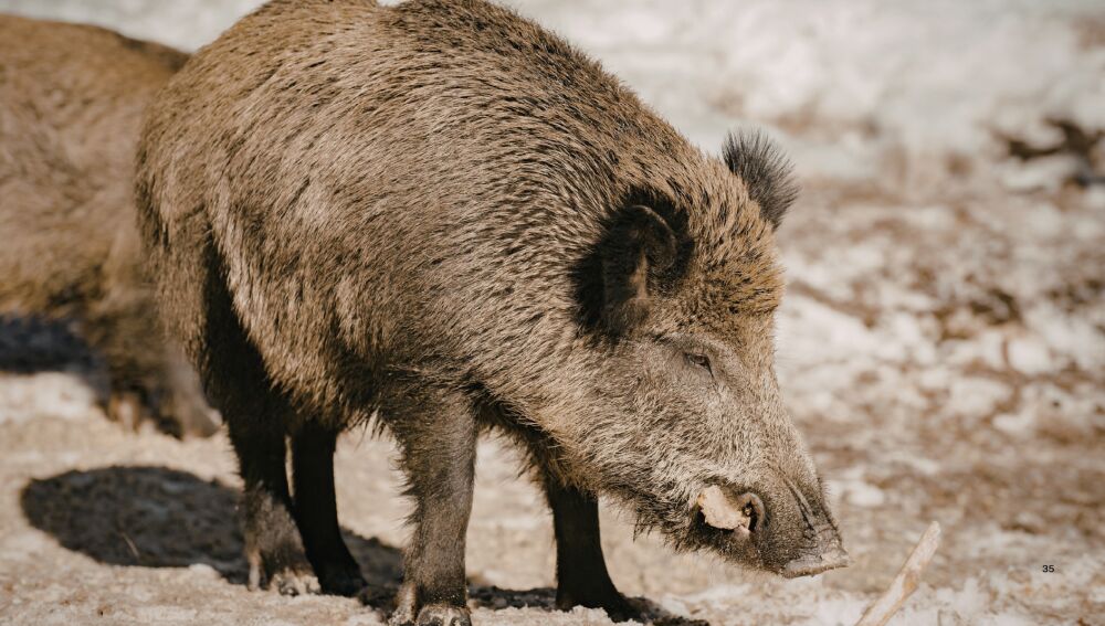 El estudio ha revelado que las madres son fundamentales para transmitir algunos tipos de genes
