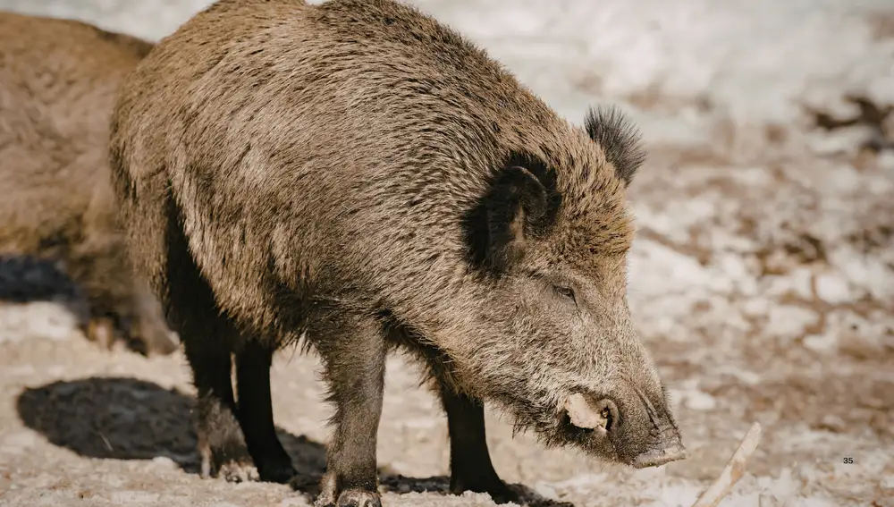 El estudio ha revelado que las madres son fundamentales para transmitir algunos tipos de genes