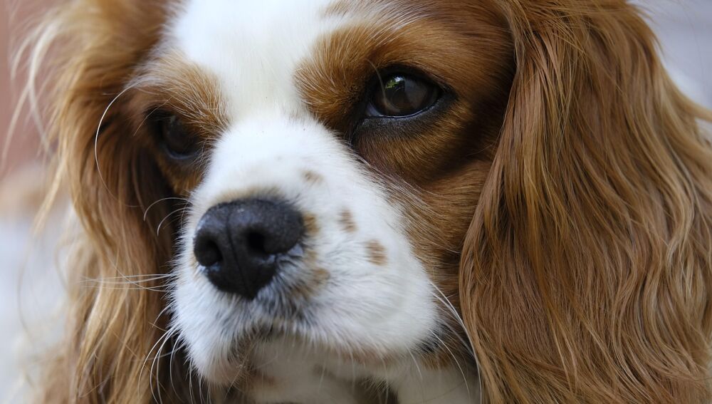 Cavalier King Charles Spaniel