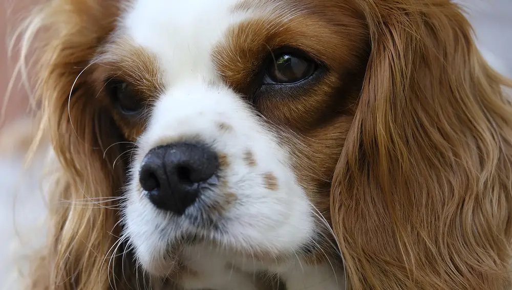 Cavalier King Charles Spaniel