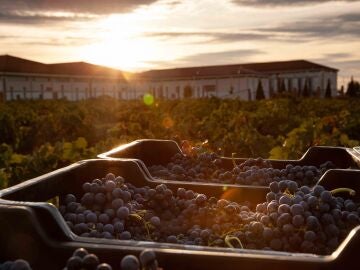 Bodega Marqu&eacute;s del Atrio 