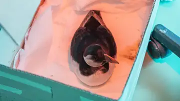 Alrededor de un millar de frailecillos han aparecido muertos o en mal estado durante este fin de semana en playas y en la costa de la franja norte de España a consecuencia de las borrascas y el mal tiempo Alrededor de un millar de frailecillos han aparecido muertos o en mal estado durante este fin de semana en playas y en la costa de la franja norte de España a consecuencia de las borrascas y el mal tiempo