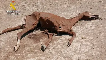 Zaragoza.- Sucesos.- Nueve investigados tras hallar la Guardia Civil caballos muertos y descuidados en varias fincas Zaragoza.- Sucesos.- Nueve investigados tras hallar la Guardia Civil caballos muertos y descuidados en varias fincas