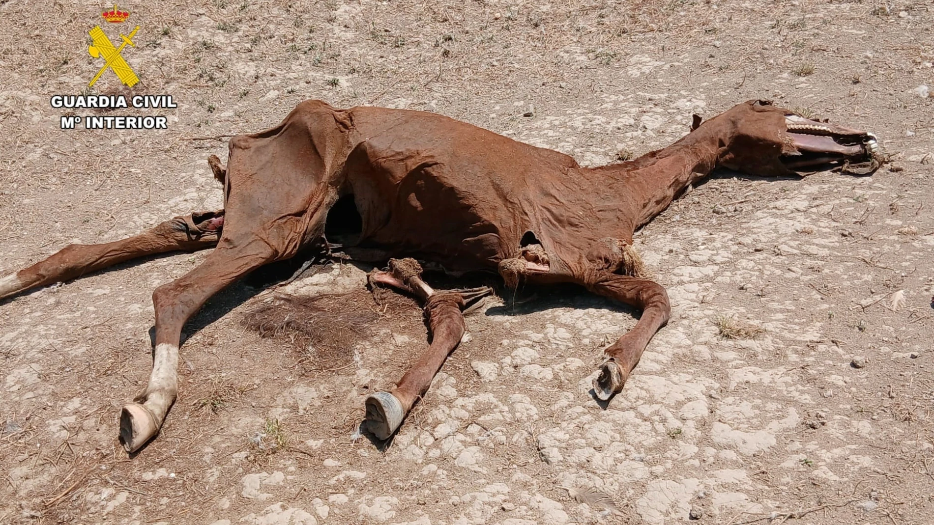 Caballo muerto. REMITIDA / HANDOUT por GUARDIA CIVIL. Fotografía remitida a medios de comunicación exclusivamente para ilustrar la noticia a la que hace referencia la imagen, y citando la procedencia de la imagen en la firma 17/02/2026