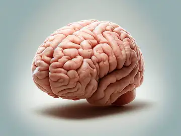 ¿Puede la alimentación preservar la conservación del cerebro? Así lo apunta este estudio cerebro joven