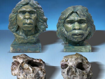 Fotograf&iacute;a de dos de los cr&aacute;neos de supuesto Homo erectus de Yunxian. Los restos est&aacute;n muy deformados, lo que complica su identificaci&oacute;n. Sobre ellos, los investigadores muestran dos bustos que reconstruyen su posible aspecto en vida.