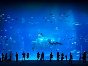 La mayor ventana submarina del planeta está en España y allí reconocieron a la Reina por su labor ambiental Acuario Poema del Mar, Gran Canaria