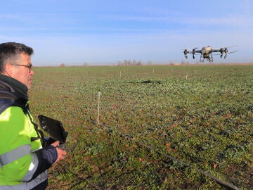 Una empresa palentina ofrece un servicio de aplicaciones agr&iacute;colas con estos veh&iacute;culos a&eacute;reos que permiten abonar y tratar cultivos incluso en parcelas inundadas, en la imagen abonando una parcela de colza