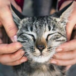 C&oacute;mo eligen los gatos a su persona favorita