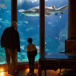 Imagen del escualo en el acuario. 