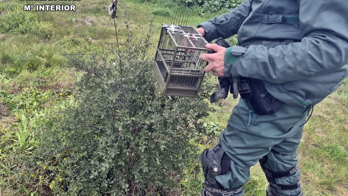 La Guardia Civil sorprende a un vecino de Mérida cazando jilgueros con pegamento y otras artes prohibidas