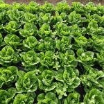 Damm y Ametller Origen transforman residuos de la cerveza en fertilizantes org&aacute;nicos