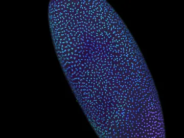 Un embrión temprano de Drosophila capturado durante una ola de división celular. Los puntos en azul indican aquellas células con ADN que se está dividiendo. Las marcas rosas, en cambio, señalan los núcleos celulares cuyo ADN no está en división. Gracias a ello, podemos intuir cierta organización, donde la división no parece repartirse por igual en todo el embrión, sino que sigue cierto orden. Un embrión temprano de Drosophila capturado durante una ola de división celular. Los puntos en azul indican aquellas células con ADN que se está dividiendo. Las marcas rosas, en cambio, señalan los núcleos celulares cuyo ADN no está en división. Gracias a ello, podemos intuir cierta organización, donde la división no parece repartirse por igual en todo el embrión, sino que sigue cierto orden.