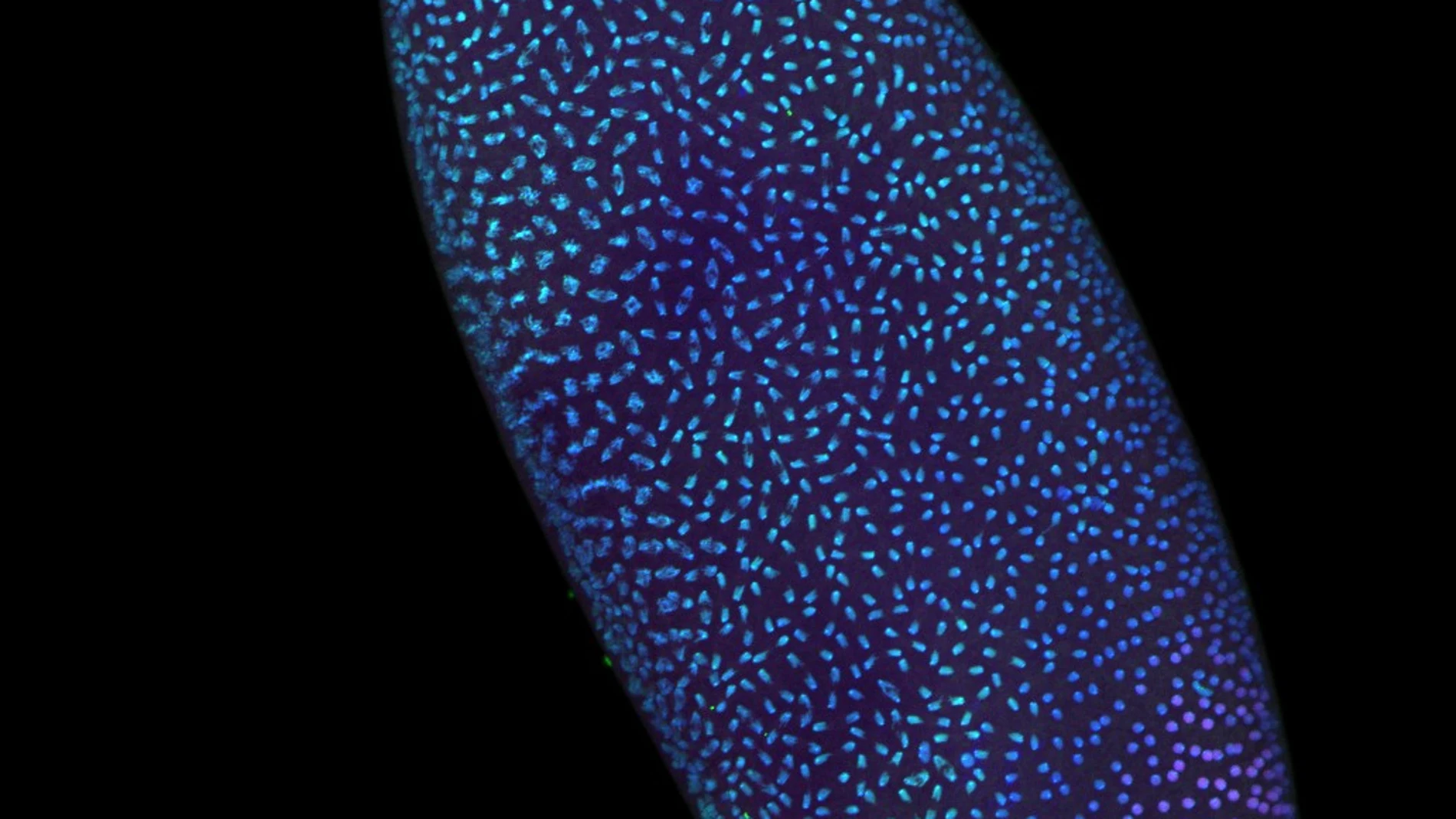 Un embrión temprano de Drosophila capturado durante una ola de división celular. Los puntos en azul indican aquellas células con ADN que se está dividiendo. Las marcas rosas, en cambio, señalan los núcleos celulares cuyo ADN no está en división. Gracias a ello, podemos intuir cierta organización, donde la división no parece repartirse por igual en todo el embrión, sino que sigue cierto orden.
