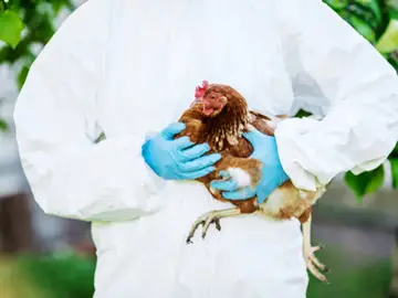 El Gobierno de Uruguay declara la emergencia sanitaria nacional por gripe aviar de "alta patogenicidad" El Gobierno de Uruguay declara la emergencia sanitaria nacional por gripe aviar de "alta patogenicidad"