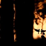 EXTREMADURA.-Turismo.- El Parque Nacional de Monfrag&uuml;e se convierte este fin de semana en el centro del turismo ornitol&oacute;gico