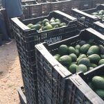 El aguacate valenciano busca ser el pr&oacute;ximo pl&aacute;tano de Canarias