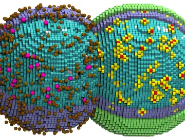 Una célula simulada en las primeras etapas de división. La mitad izquierda muestra el citoplasma (cubos azules), moléculas de la maquinaria de degradación de ARNm (rosa) y transportadores de azúcar (marrón). La mitad derecha añade la membrana (verde) y los ribosomas (amarillo/rojo). De la Figura 1 del artículo, "Bringing the genetically minimal cell to life on a computer in 4D". Revista: Cell. DOI: 10.1016/j.cell.2026.02.009 Una célula simulada en las primeras etapas de división. La mitad izquierda muestra el citoplasma (cubos azules), moléculas de la maquinaria de degradación de ARNm (rosa) y transportadores de azúcar (marrón). La mitad derecha añade la membrana (verde) y los ribosomas (amarillo/rojo). De la Figura 1 del artículo, "Bringing the genetically minimal cell to life on a computer in 4D". Revista: Cell. DOI: 10.1016/j.cell.2026.02.009